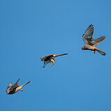 Birds of prey